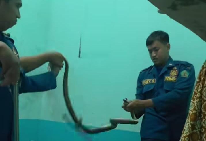 Cobra jawa berhasil ditangkap regu 1 rescue Damkar unit Krian dari rumah warga Desa Sidomojo Krian