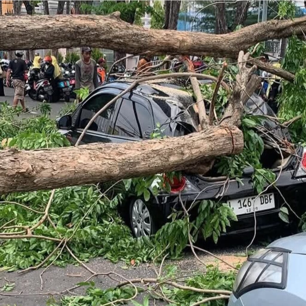Diduga Salah Potong, Pohon Proyek Revitalisasi di Alun-Alun Sidoarjo Tumbang Timpa Kendaraan
