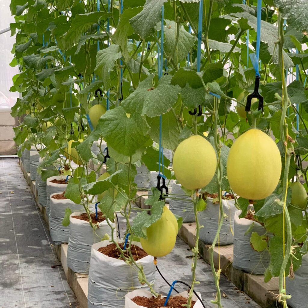 Wujudkan Ketahanan Pangan, PLN UIP JBTB Dorong Budidaya Melon Hidroponik Melalui Pembangunan Greenhouse di Desa Winong Boyolali