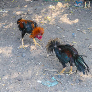 Perjudian Sabung Ayam di Kecamatan Tempeh Lumajang Diduga Beroperasi Kembali, Aktivis Jatim Desak Polres Lumajang Bertindak