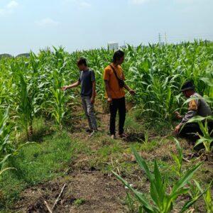 Polresta Sidoarjo Dampingi Petani Jagung di Krembung, Dorong Swasembada Pangan Nasional
