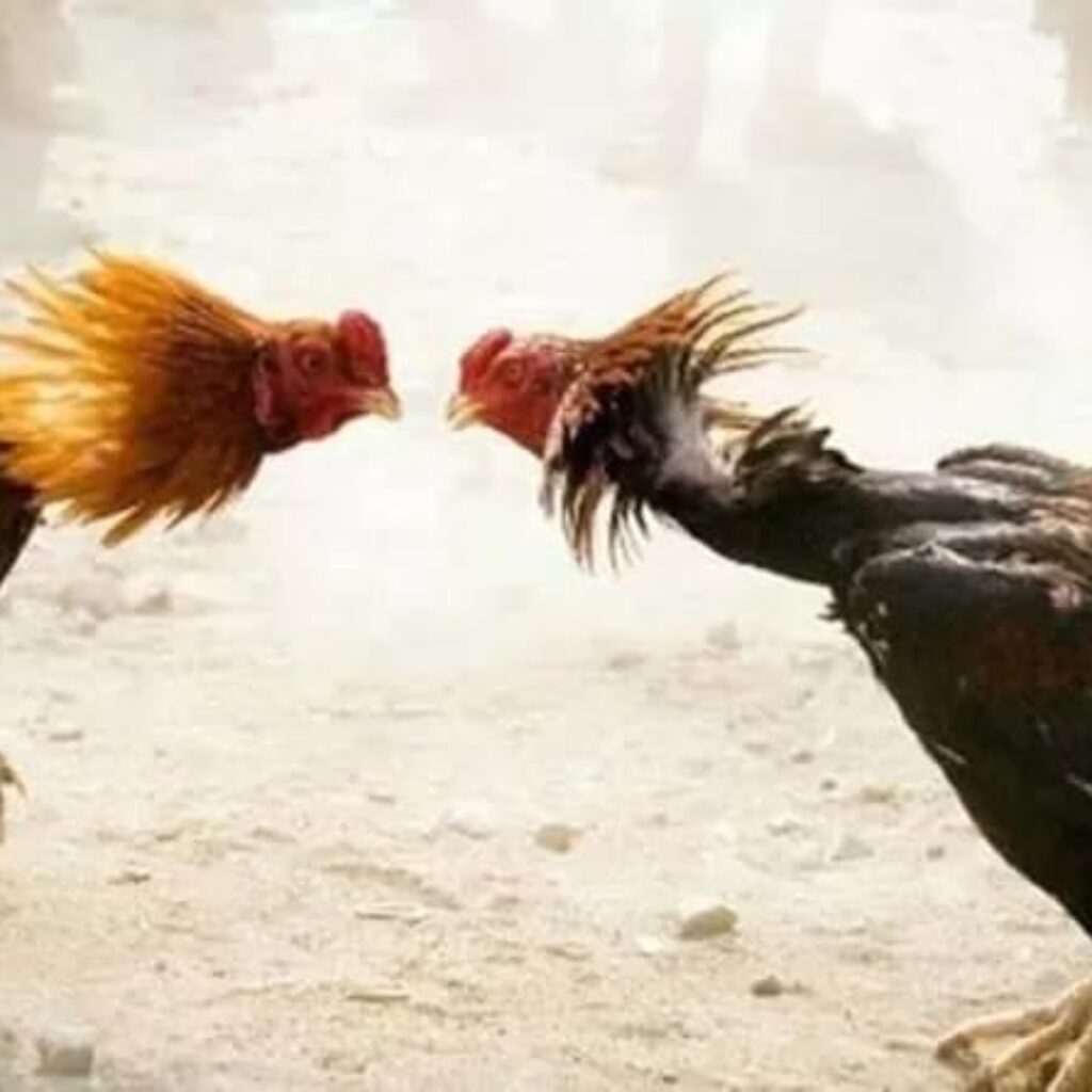 Sabung Ayam Liar di Kediri Kian Brutal, Aparat Kecolongan, Warga Nyaris Turun Tangan