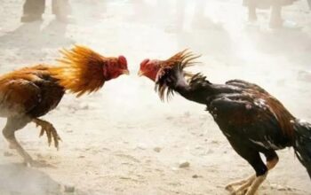 Sabung Ayam Liar di Kediri Kian Brutal, Aparat Kecolongan, Warga Nyaris Turun Tangan