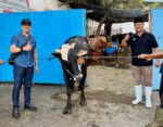 Wujud Kepedulian Sosial, Perumda Air Minum Surya Sembada Kota Surabaya Salurkan 13 Ekor Sapi Qurban pada Idul Adha 1447 H