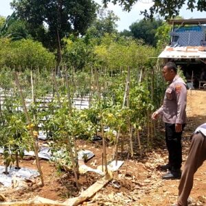 Dukung Swasembada Pangan, Polsek Dukun Cek Perkembangan Tanaman Tomat Petani Desa Tebuwung