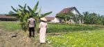 Polsek Benjeng Pantau Tanaman Kangkung, Dukung Ketahanan Pangan Nasional dan Swasembada Pangan