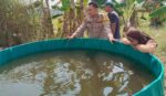 Polsek Benjeng Kawal Ketahanan Pangan, Budidaya Lele di Bulurejo Tunjukkan Hasil Positif