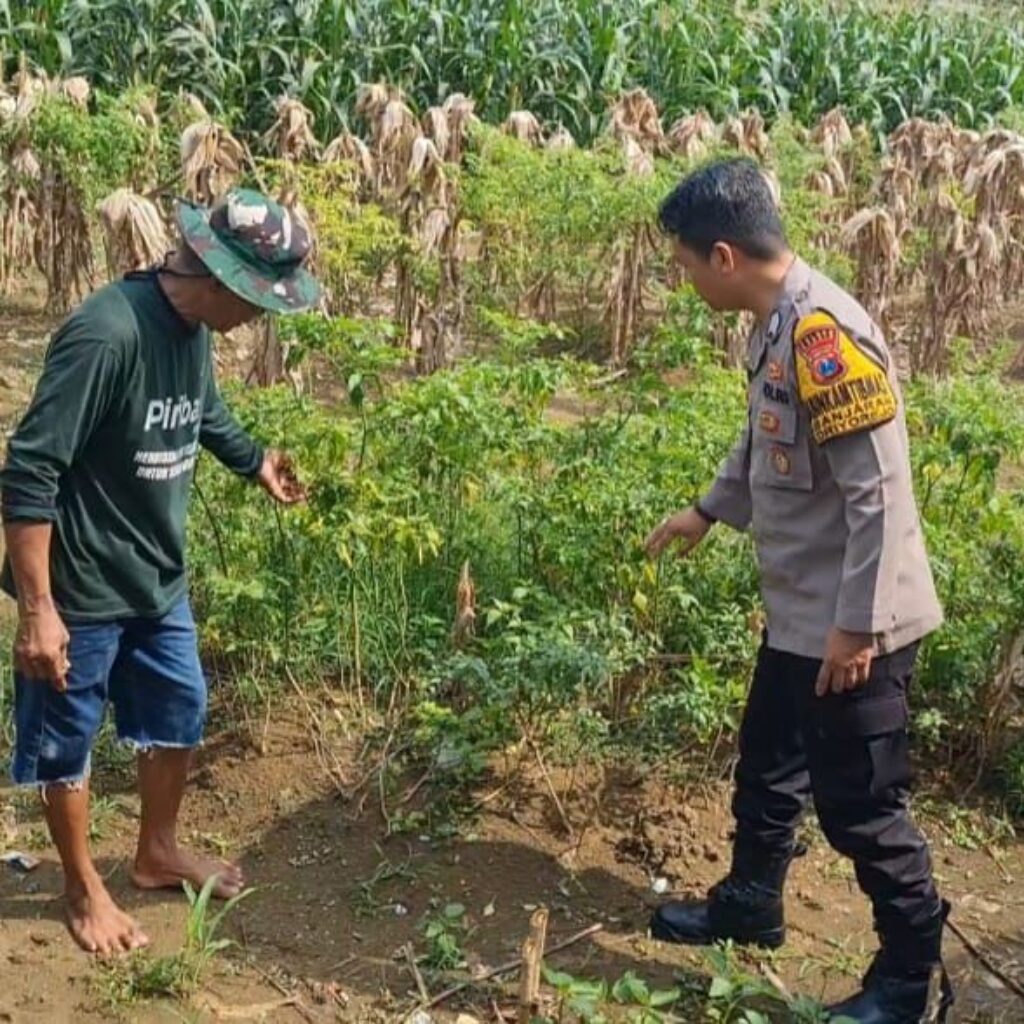 Polsek Driyorejo Pantau Perkembangan Tanaman Cabai di Desa Banjaran, Wujud Dukungan Ketahanan Pangan Nasional