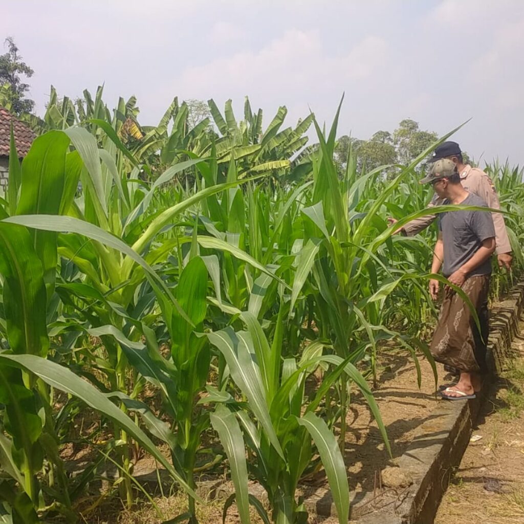 Polsek Balongpanggang Cek Tanaman Jagung di Kedungsumber, Perkuat Dukungan Swasembada Pangan Nasional