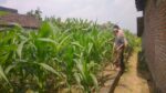 Polsek Balongpanggang Cek Tanaman Jagung di Kedungsumber, Perkuat Dukungan Swasembada Pangan Nasional