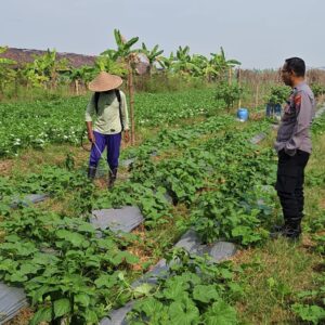Polsek Wringinanom Pantau Tanaman Timun di Sumberwaru, Dukung Ketahanan Pangan dan Swasembada Pangan Nasional
