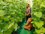 Polsek Manyar Cek Budidaya Melon di Desa Suci, Dukung Ketahanan Pangan Nasional