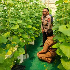 Polsek Manyar Cek Budidaya Melon di Desa Suci, Dukung Ketahanan Pangan Nasional