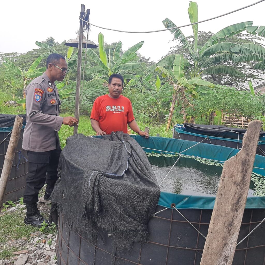 Polsek Kebomas Pantau Budidaya Lele di Desa Sekarkurung, Dukung Ketahanan Pangan Nasional