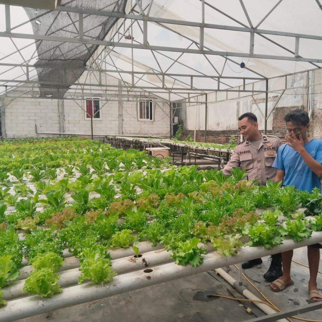 Polsek Benjeng Dukung Ketahanan Pangan Nasional Melalui Pengecekan Budidaya Sawi Hidroponik di Desa Bulurejo