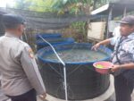 Polsek Cerme Monitoring Budidaya Lele di Desa Dungus, Dukung Program Swasembada Pangan Nasional