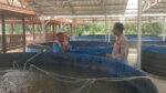Polsek Sidayu Tinjau Budidaya Lele di Desa Lasem, Dukung Program Asta Cita dan Swasembada Pangan Nasional