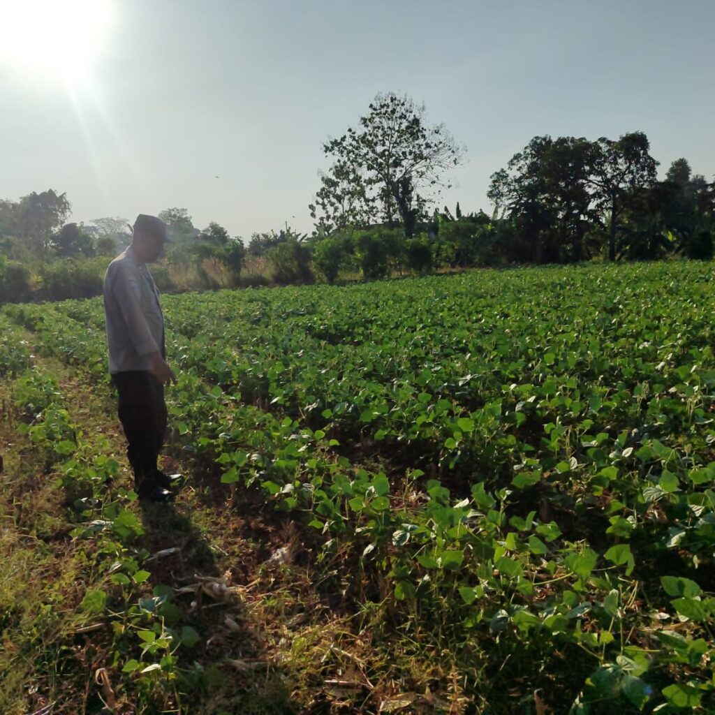 Polsek Bungah Cek Tanaman Kacang Hijau di Desa Melirang, Perkuat Ketahanan Pangan Nasional