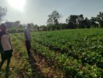 Polsek Bungah Cek Tanaman Kacang Hijau di Desa Melirang, Perkuat Ketahanan Pangan Nasional