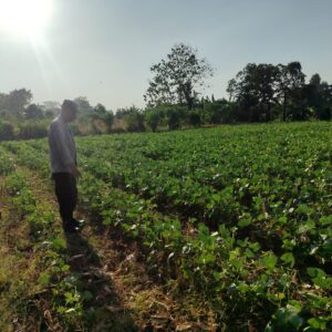 Polsek Bungah Cek Tanaman Kacang Hijau di Desa Melirang, Perkuat Ketahanan Pangan Nasional
