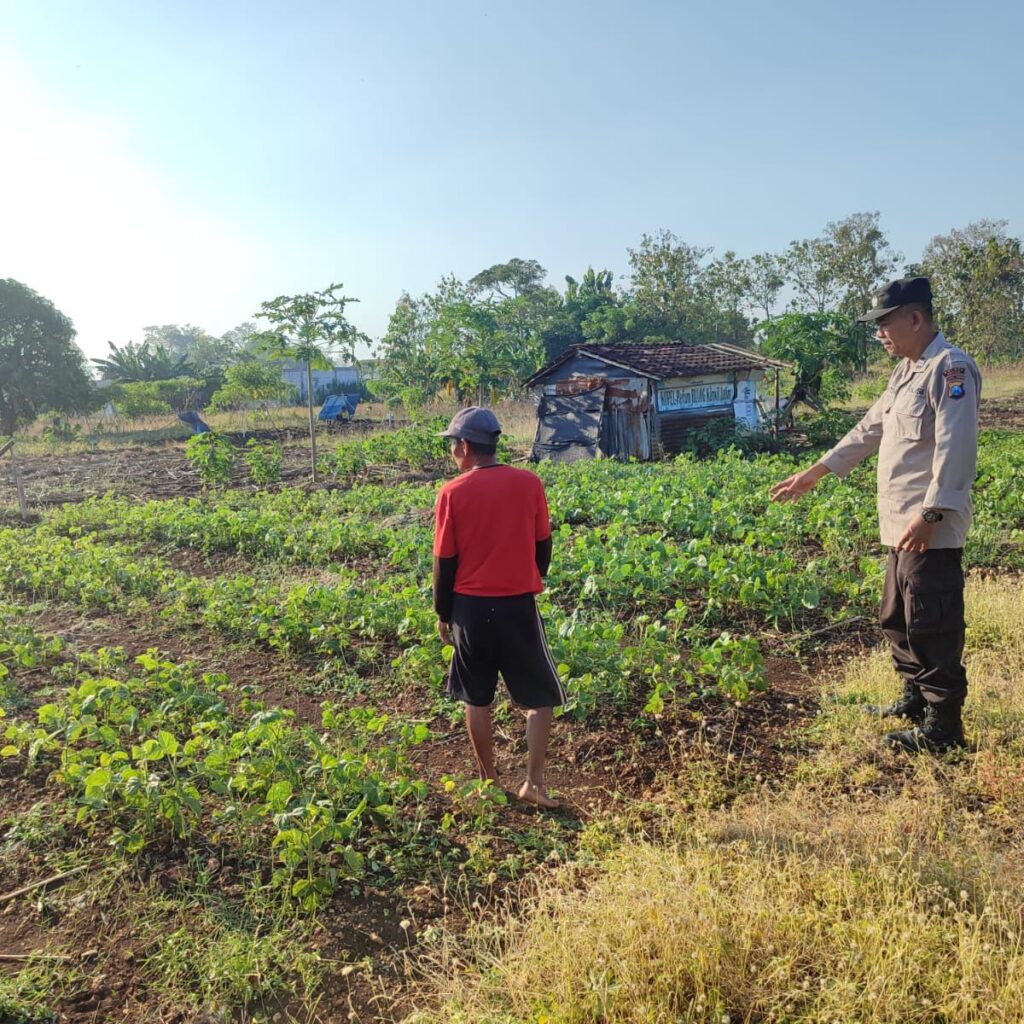 Polsek Bungah Perkuat Ketahanan Pangan, Pantau Perkembangan Kacang Hijau Bersama Petani