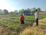 Polsek Bungah Perkuat Ketahanan Pangan, Pantau Perkembangan Kacang Hijau Bersama Petani