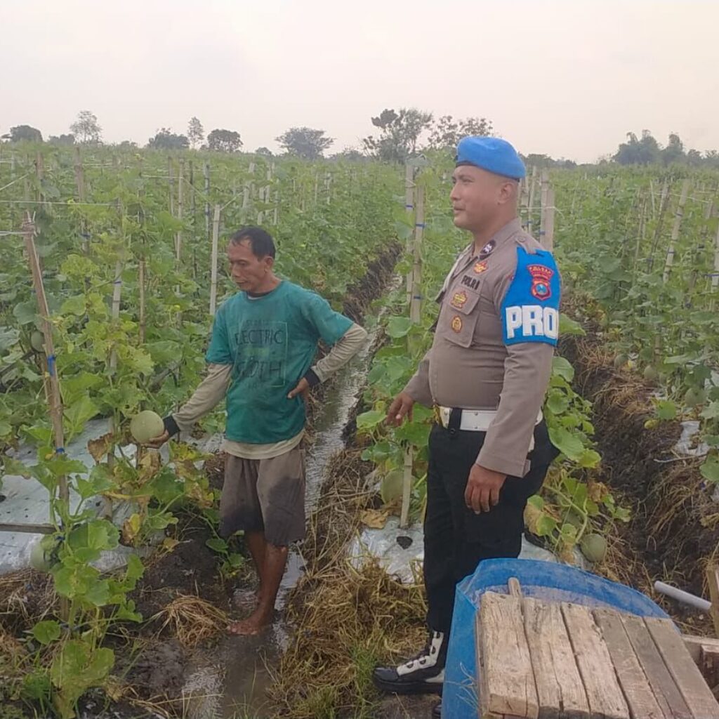 Polri Dampingi Budidaya Melon di Balongpanggang, Perkuat Ketahanan Pangan Menuju Swasembada Nasional