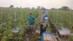 Polri Dampingi Budidaya Melon di Balongpanggang, Perkuat Ketahanan Pangan Menuju Swasembada Nasional