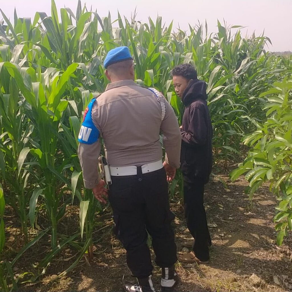 Wujudkan Swasembada Pangan, Polsek Balongpanggang Tinjau Lahan Jagung di Desa Dapet