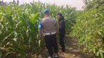 Wujudkan Swasembada Pangan, Polsek Balongpanggang Tinjau Lahan Jagung di Desa Dapet