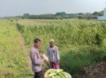 Polsek Wringinanom Cek Tanaman Labu di Desa Kedunganyar, Perkuat Ketahanan Pangan Menuju Swasembada Nasional