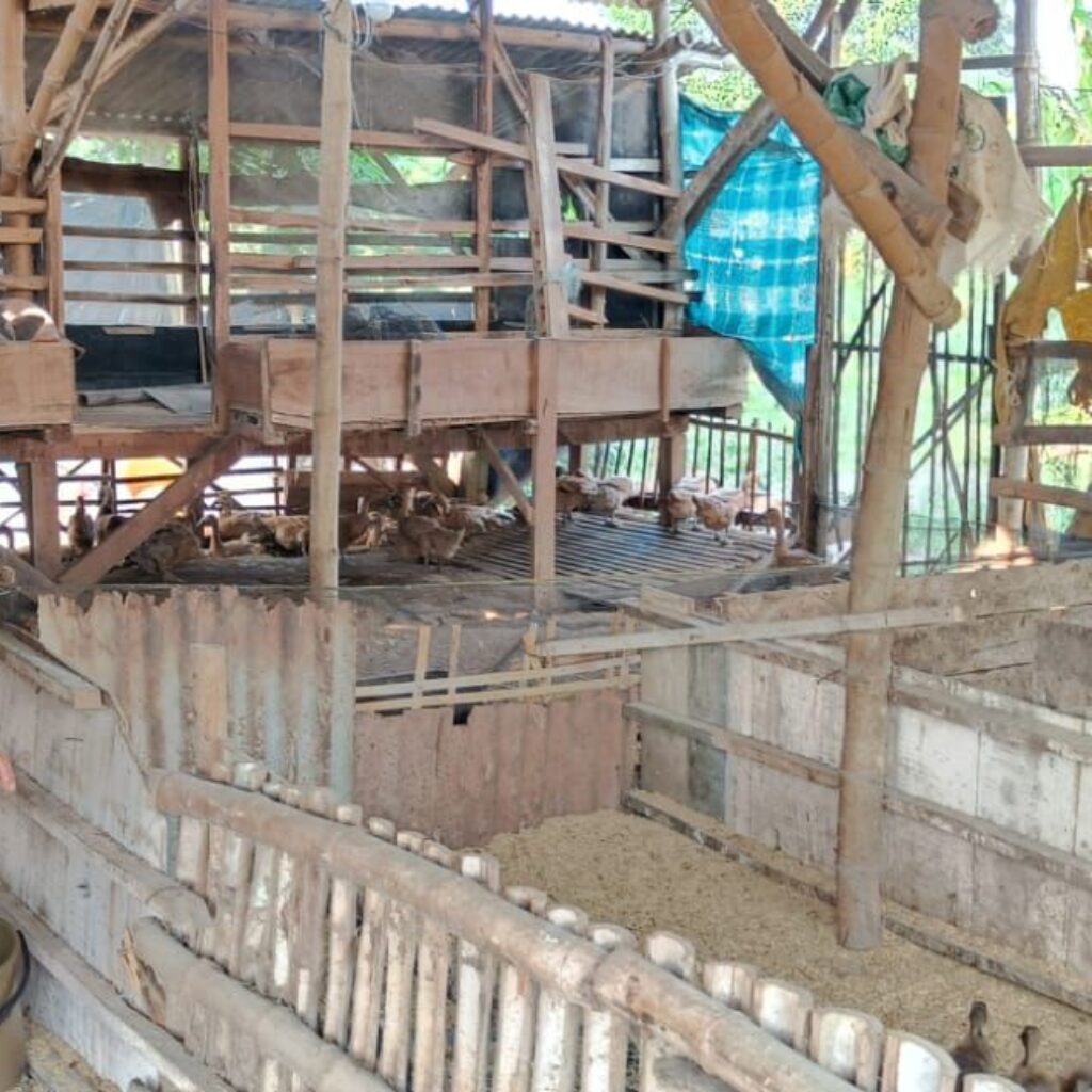 Bhabinkamtibmas Polsek Panceng Pantau Peternakan Bebek Warga, Perkuat Ketahanan Pangan Nasional di Gresik