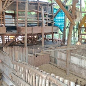 Bhabinkamtibmas Polsek Panceng Pantau Peternakan Bebek Warga, Perkuat Ketahanan Pangan Nasional di Gresik