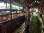 Polsek Manyar Cek Peternakan Kambing di Desa Peganden, Wujud Dukungan Ketahanan Pangan Nasional